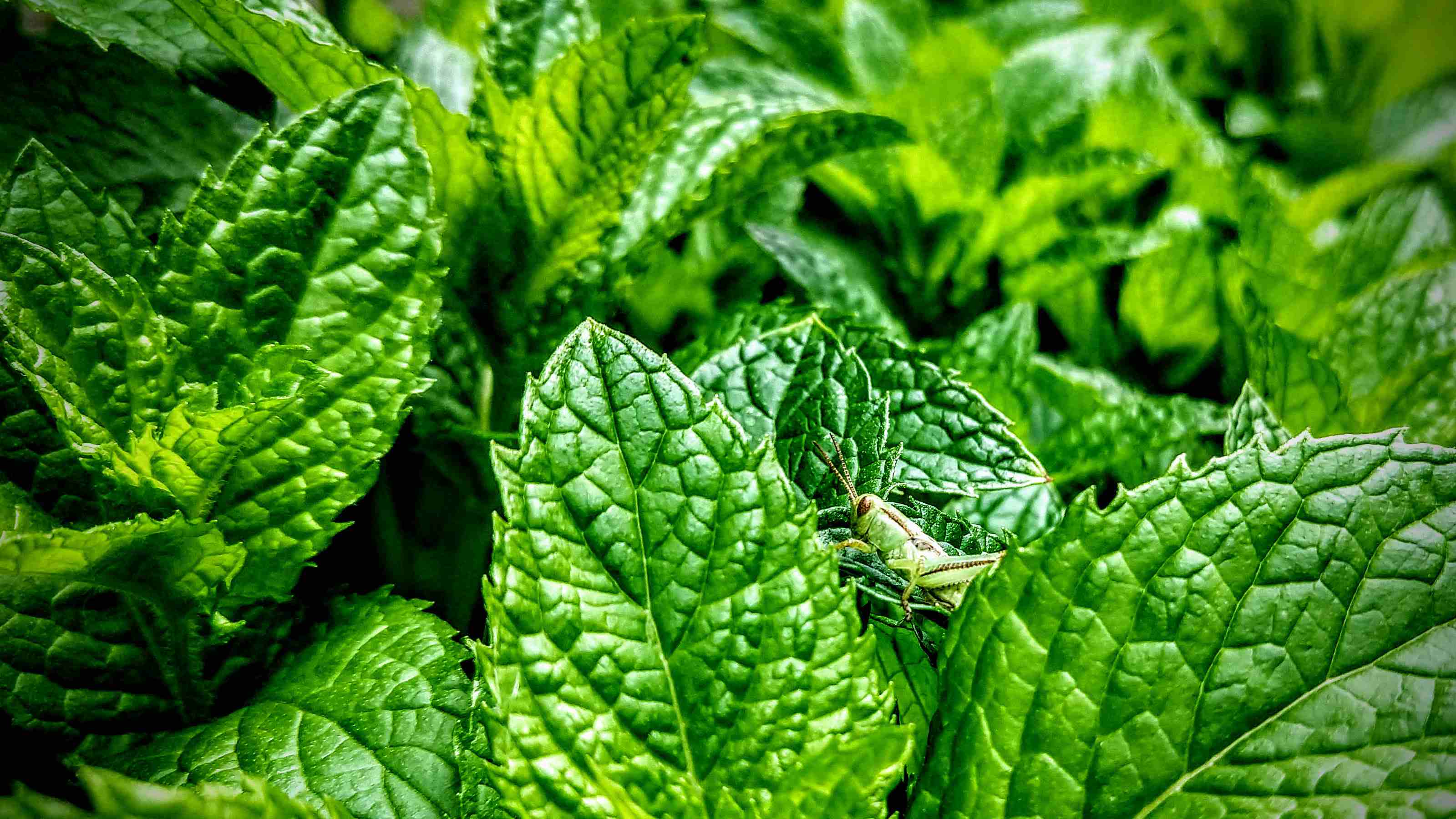 Grasshopper chilling on some Mojito Mint plants